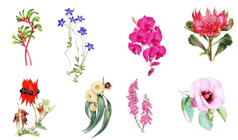 Valued for their ecological and cultural values, Australia’s floral emblems represent the beauty and diversity of all our native flowers. Australian Tattoo, Australian Trees, Native Tattoos, Australian Wildflowers, Wildflower Tattoo, Illustration Tattoo, Australian Flowers, Australian Native Flowers, Flower Sleeve