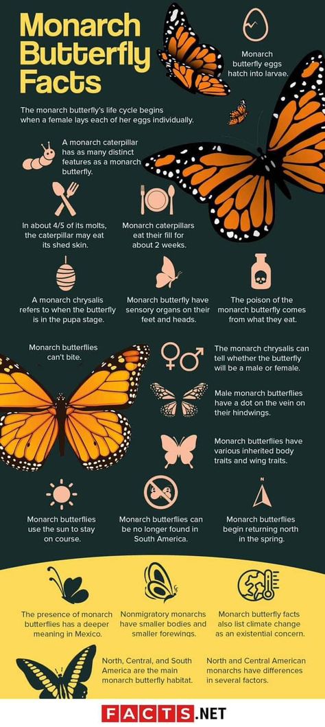 Monarch Butterfly Facts, Egg Facts, Butterfly Facts, Monarch Caterpillar, Butterfly Life Cycle, Butterfly Photos, Cute Butterfly, Monarch Butterfly, Black Tattoos