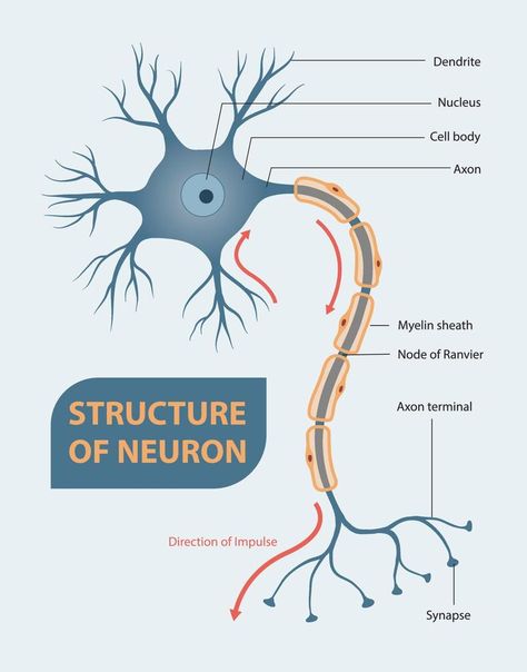 Structure of neuron, neuron, #Structure, #Ad Structure Of Neuron, Neuron Diagram, Neuron Model, Neuron Structure, Nervous Tissue, Anatomy Notes, Ap Psych, Brain Models, Basic Anatomy