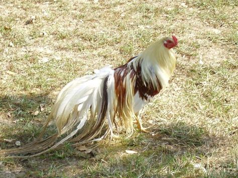 Yokohama Chickens - Google Search Diy Hen House, Egg House, Rooster Breeds, Game Fowl, Anime House, Moon Beach, Fancy Chickens, Best Chicken Coop, Beautiful Chickens