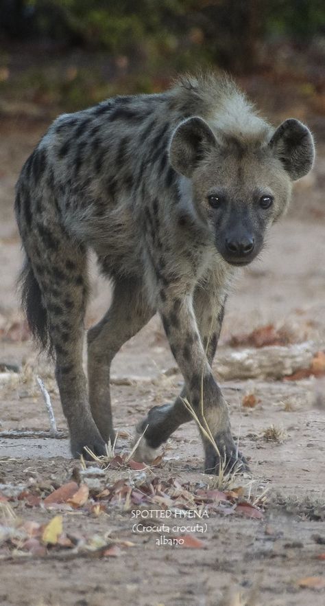 Carnivorous Animals, Spotted Hyena, African Wild Dog, Wild Animals Pictures, Wild Dogs, Hyena, African Animals, Unique Animals, Animal Planet