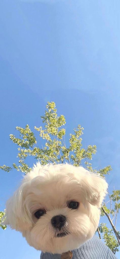 Puppy Lockscreen, Cute Puppy Wallpaper Iphone, Dog Background Wallpapers, Dog Wallpaper Iphone Backgrounds, White Dog Wallpaper, Cute Dogs Wallpaper Iphone, Iphone Wallpaper Dog, Cute Dogs Wallpaper Aesthetic, Dog Iphone Wallpaper