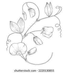 Sweet pea outline vector botanical illustration Sweet Pea Line Art, Sweet Pea Flowers Drawing, Sweet Pea Drawing, Sweet Pea Illustration, Sweat Pea Tattoo, Wedding Drawings, Pea Tattoo, Sweet Pea Tattoo, Sweet Pea Flower