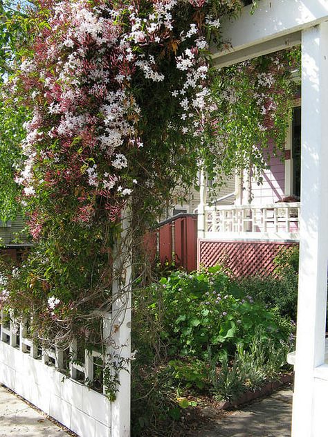 This jasmine privacy screen makes good use of the vertical posts at the front entrance to make this garden inviting. Green Buddha, Herbal Garden, Dream Backyard Garden, Garden Boxes Diy, Privacy Wall, Backyard Garden Landscape, Buddha Life, Vertical Gardening, Garden Vines