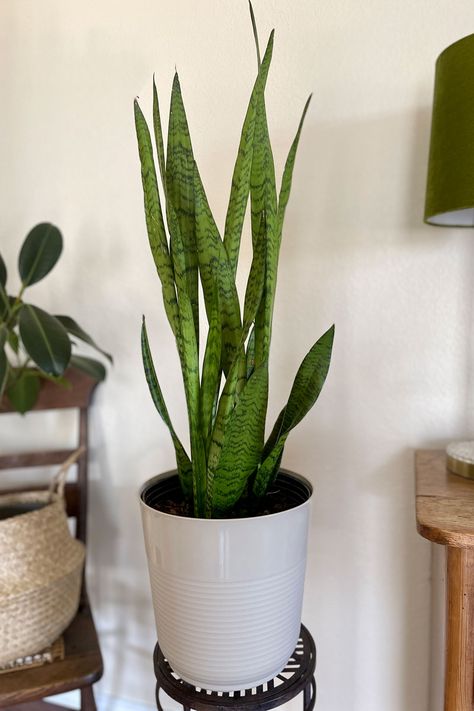 Tall snake plant