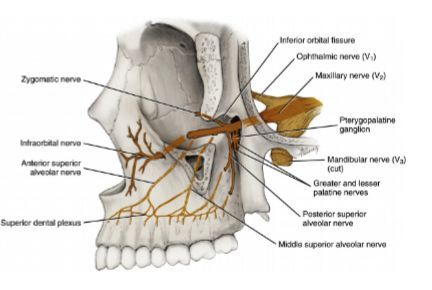 The largest contributor is the infraorbital nerve. Tributaries of the infraorbital nerve or maxillary nerve trunk include the zygomatic, the anterior, middle, and posterior superior alveolar, the greater and lesser palatine, and the nasopalatine nerves. Maxillary Nerve, Nerve, The Middle, Trunk