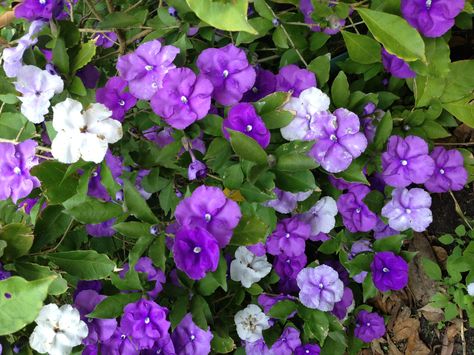 Yesterday, Today, Tomorrow - Brunfelsia latifolia, native of Brazil. Yesterday Today Tomorrow Tattoo, Yesterday Today Tomorrow Plant, Elephant Ear Bulbs, Yesterday Today Tomorrow, Plant Names, Hedging Plants, Patio Plants, Ornamental Plants, Evergreen Shrubs