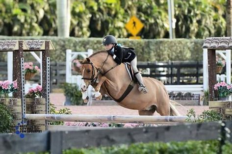 Hunter Jumper Horses, Hunter Horse, Equestrian Helmets, Horse Games, Equestrian Helmet, Cute Ponies, English Riding, Hunter Jumper, Equestrian Lifestyle