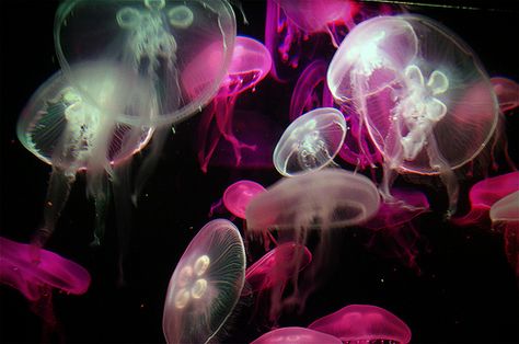 Jelly Fish Wallpaper, Medusa Wallpaper, Jelly Fishes, Ocean Wonders, Wallpaper For Laptop, Pink Shark, Sea Jellies, Jellyfish Art, Pink Images