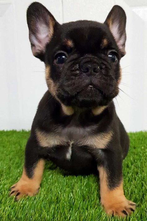 Black and tan color Frenchies - TomKings Kennel Black And Tan Frenchie, Brown Frenchie Puppy, Black And Tan French Bulldog, Tan French Bulldog, Gifts For Ladies, Cute Bulldog Puppies, Shirt For Ladies, Bulldog Puppies For Sale, Frenchie Bulldog