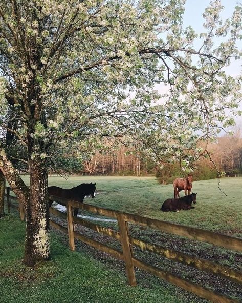 Future Farms, Ranch Life, Horse Life, English Countryside, Horse Girl, The Grass, Future Life, Country Life, Country Living