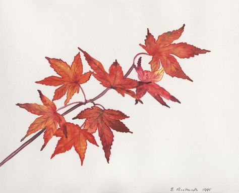 Image result for red maple leaf tattoo Japanese Maple Leaf Drawing, Maple Tree Tattoo, Maple Tattoo, Japanese Leaves, Maple Leaf Drawing, Maple Tree Tattoos, Tree Sleeve Tattoo, Tree Branch Tattoo, Tree Drawing Simple