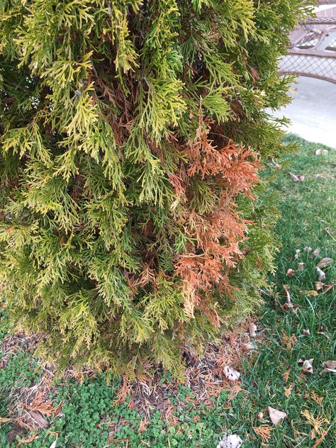 White Cedar Tree, Emerald Arborvitae, Green Giant Arborvitae, Emerald Green Arborvitae, Northern White Cedar, Cedar Tree, Green Giant, Black Christmas Trees, White Cedar