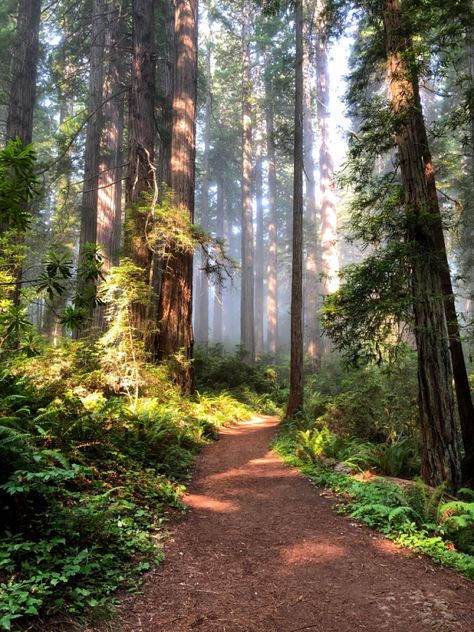 The red trees of northern California during summertime. Red Woods Aesthetic, California Forest Aesthetic, California Redwoods Aesthetic, Red Wood Forest California, Northern California Aesthetic, Red Wood Forest, Red Woods, California Forest, Redwoods California