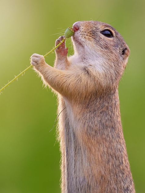 European Ground Squirrel (Spermophilus citellus) / Ecureuil terrestre d'Europe / Image by Jens Steyer from flickr Ground Squirrel, Prairie Dog, Garden Animals, Rodents, Reptiles, You Never, Cute Animals, Dogs, Animals