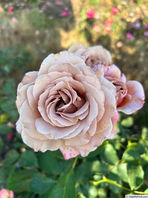 'Koko Loco ' Rose Photo Koko Loco Rose, Heirloom Roses, Rose Photo, Rose Photos, The Rose, Wyoming, Secret Garden, Roses, Plants