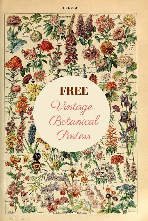 6 fabulous vintage botanical posters to download for free. #flowers #botanicals Vintage Flower Poster, Vintage Daffodil, Free Ephemera, Botanical Posters, Botanisk Illustration, Sewing Desk, Flower Drawings, Theme Nature, Illustration Botanique