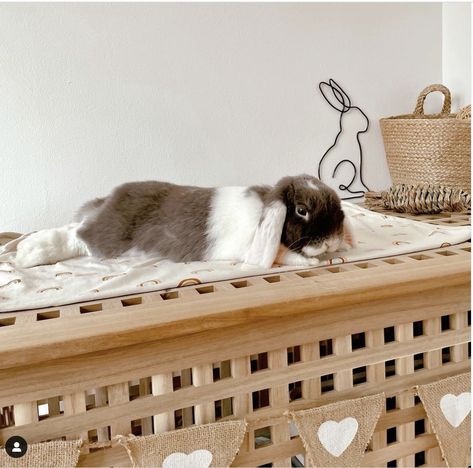 Ikea Hol Bunny, Rabbit Setup, Ikea Hol, Bunny Corner, Rabbit Tips, Aesthetic Rabbit, Rabbit Playground, Indoor Rabbit House, Rabbit Enclosure