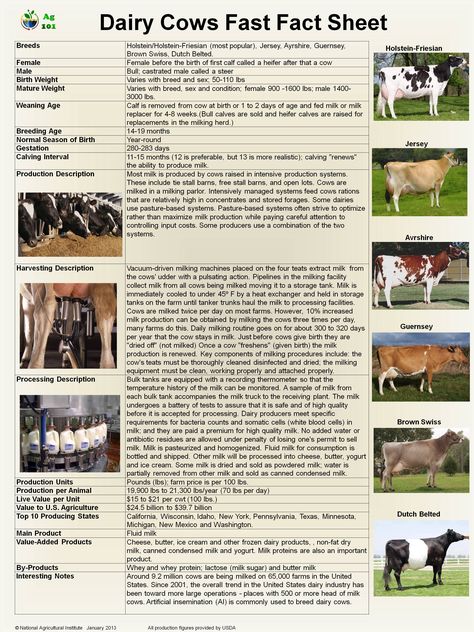 Dairy cows. We milks mostly Jerseys, very few Holsteins, and some of our cows have a little Brown Swiss in them. Dairy Cows Holstein, Cow Facts, Agricultural Education, Ag Science, Livestock Judging, Ag Education, Poster Boards, Ag Teacher, Dairy Farming