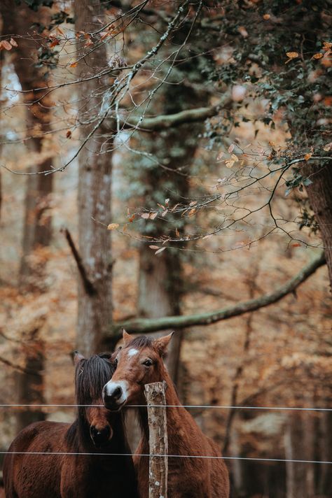 Twinning Wallpaper, Horse Wallpaper, Organic Glass, Aesthetic Shop, Horse Ranch, Hanging Frames, Locked Wallpaper, Hanging Canvas, Fall Is Here