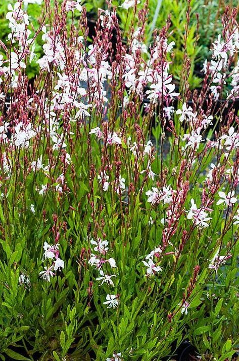 Gaura lindheimeri Whirling Butterfly white gaura (front sun island bed-2) White Gaura, Gaura Plant, Garden Perennials, Naturalistic Garden, Butterfly White, Full Sun Perennials, Perennial Flowers, Butterfly Plants, Sun Perennials