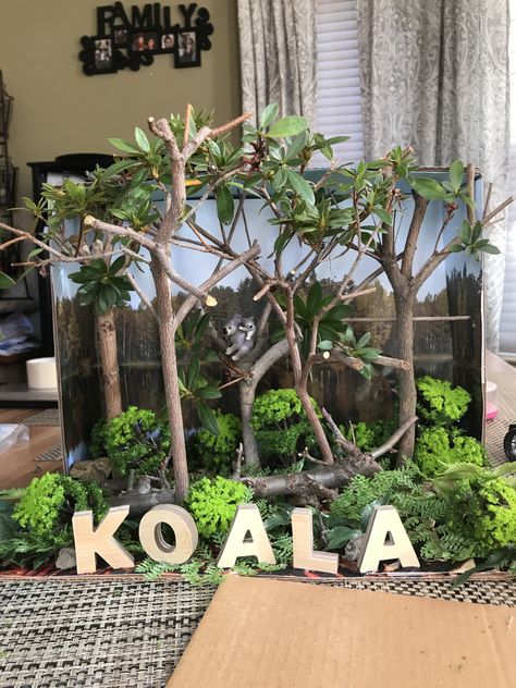 Koala diorama- Australian Eucalyptus Forest Diaroma Ideas, Australia For Kids, Eucalyptus Forest, Rainforest Project, Diorama Kids, Diarama Ideas, Australia Crafts, Australian Eucalyptus, Habitats Projects