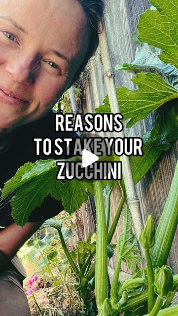 Melissa | Regenerative Organic Garden & Farm on Instagram: "Here’s why I make sure to grow our zucchini vertically on our 1/10th acre urban homestead.  #1 Helps Prevent Powdery Mildew ✨ Keeping branches off the ground helps to improve airflow around the plant.  #2 Easier Access for Pollinators ✨ As flowers are set up vertically, there is easier access for pollinators to visit.  #3 They are easier to prune ✨ As zucchini grow and set fruit, we should prune the leaves above the fruit we harvested up to the next fruit.   #4 Takes up much less space ✨ Zucchini tend to sprawl out in our gardens. By growing them vertically, we provide space for shade tolerant companion plants.   Highly recommend this method of growing for zucchini (and all summer squash, really!). Let me know any questions below. Growing Zucchini Vertically, Grow Zucchini, Growing Zucchini, Zucchini Plants, Squash Plant, Urban Homestead, Garden Farm, Companion Plants, Urban Homesteading