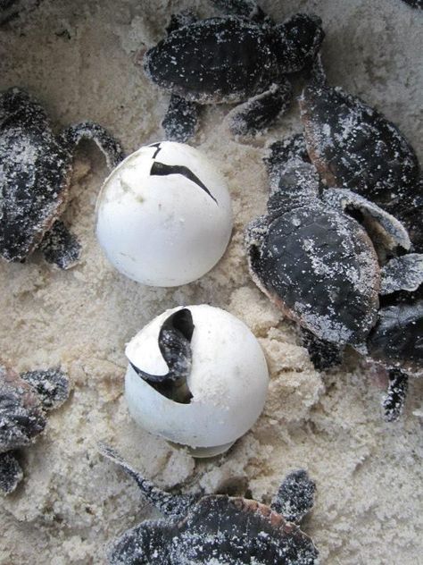 Hatching sea turtles Sea Turtle Hatching, Coastal Yard, Turtles Hatching, Turtle Project, Sea Turtles Hatching, Frog Duck, Turtle Hatching, Southern Nights, Amazing Frog