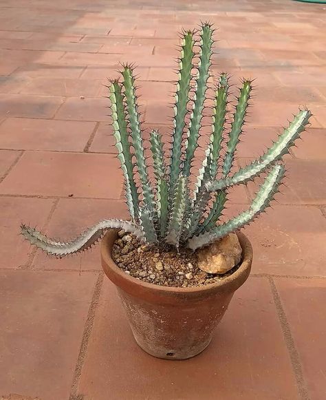 Euphorbia greenwayi. Euphorbia Greenwayi, Succulent Planting, Patio Areas, Southern Garden, Plant Parent, Cactus Succulents, White Ghost, Succulent Gardening, Cottage Kitchens