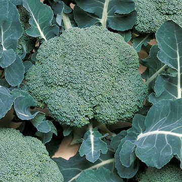 How to Grow Seriously Delicious Broccoli ~ Bless My Weeds Broccoli Plant, Growing Broccoli, Broccoli Seeds, Green Magic, Organic Vegetable Garden, Broccoli Cauliflower, Winter Plants, Garden Veggies, Food Garden