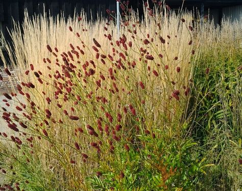 sanguisorba officinalis Red Thunder, One of the top 10 plants in Piet Oudolf gardens Sanguisorba Officinalis, Naturalistic Garden, Small Garden Landscape, Prairie Garden, Front Garden Design, Grasses Landscaping, Gravel Garden, Grasses Garden, Garden Landscape Design