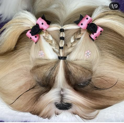 Hairstyles For Dogs Shih Tzu, Shih Tzu Hairstyles, Dog Hairstyles Shih Tzu, Shihtzu Hairstyle, Shitzu Hairstyles, Puppy Hairstyles, Shitzu Dogs Haircuts, Shih Tzu Hair Styles, Dog Hairstyles