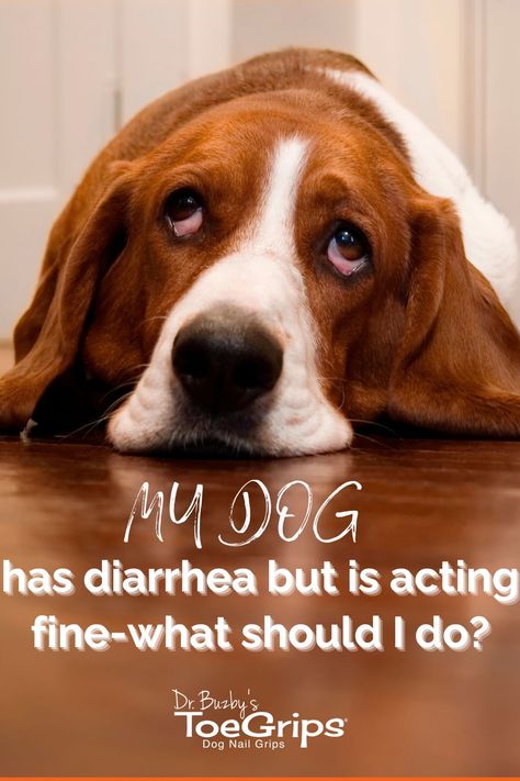 At one point or another, most dog parents have found themselves thinking, “My dog has diarrhea but is acting fine. What should I do?” To help guide you, integrative veterinarian Dr. Julie Buzby explains why dogs may have diarrhea but still act fine, when you need to make a vet appointment, and how to help manage your dog’s diarrhea at home. Dog Has Diaherra, Dog Has Diaherra Remedies, Dog Diaherra, Dog Diaherra Remedies, Canned Pumpkin For Dogs, What To Feed Dogs, Shih Tzu Training, Senior Dogs Care, Dr Julie