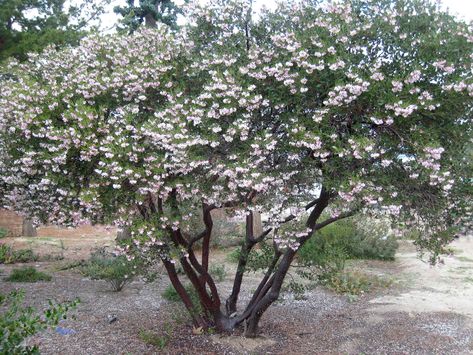 California Native Trees, Southern California Backyard, California Native Landscape, Best Shade Trees, Desert Willow, California Backyard, Manzanita Tree, Patio Trees, California Native Plants