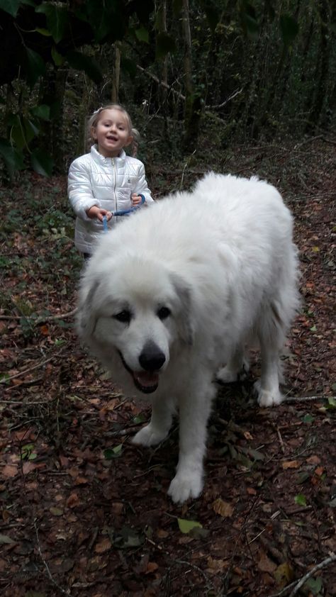 Great Pyrnesse, Maremma Sheepdog, Pyrenean Mountain Dog, Pyrenees Dog, Adventure Dog, Livestock Guardian Dog, Great Pyrenees Dog, Hiking Dogs, Dream Dog