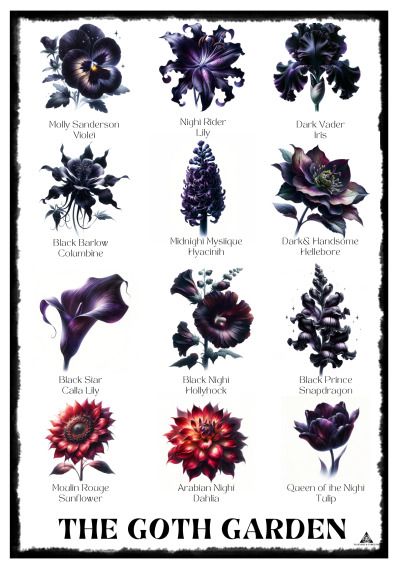 Goth Garden Flowers, Witchy Botanical Tattoo, Black Flower Garden, Goth Plants, Goth Flowers, Witchy Garden, Flowers To Plant, Black Ish, Gothic Flowers