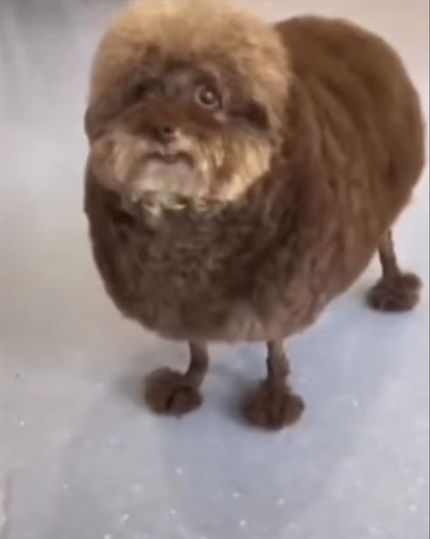 Mulch Dog, Humor Whatsapp, Goblin Mode, Ugly Dog, Ugly Animals, Funny Animal Photos, Funny Short Clips, Short Humor, Silly Animals