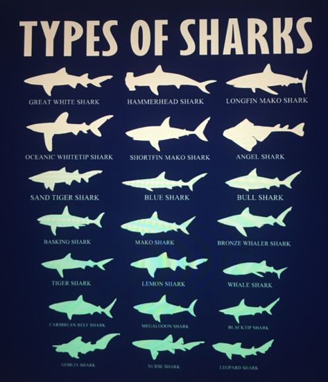 Shark Types, Shark Posters, Shark Information, Oceanography Marine Biology, Shark In The Ocean, Goblin Shark, Shark Tail, Basking Shark, Leopard Shark