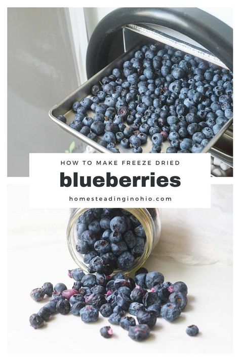 How to make freeze dried blueberries at home. You can use a Harvest Right freeze dryer to make freeze dried berries at home. Learn tricks for the best way to make freeze dried blueberries. Also learn how to use freeze dried blueberries in baking. How To Freeze Blueberries, Freeze Blueberries, How To Store Blueberries, Harvest Right Freeze Dryer, Best Freeze Dried Food, Freezing Fruit, Food Wastage, Dry Food Storage, Freeze Dried Fruit