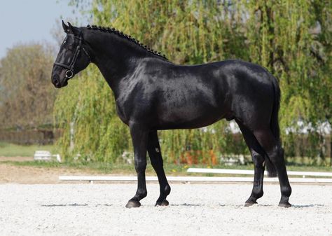 Dust yourself off. Get back on. Irish Draft Horse, Irish Sport Horse, Different Horse Breeds, Warmblood Horses, Black Irish, Most Beautiful Horses, Friesian Horse, Sport Horse, Draft Horses