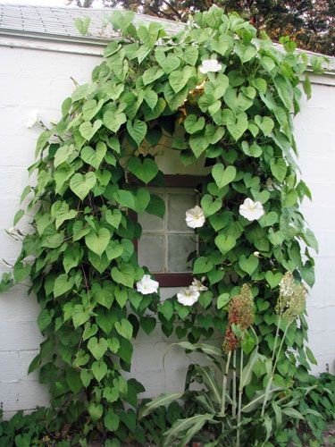 A night-blooming species of morning glory, Moonflower features fragrant white flowers that open from sundown to sunup, midsummer to early autumn. #gardening Climbing Flowering Vines, Fast Growing Flowers, Fast Growing Vines, Hydrangea Petiolaris, Vines And Flowers, Climbing Flowers, Growing Vines, Garden Vines, Moon Garden