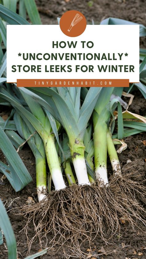 How To Preserve Leeks, Preserving Leeks, Storing Leeks, Freezing Leeks, Grow Onions, Storing Produce, Harvest Storage, Onion Leeks, Types Of Mulch