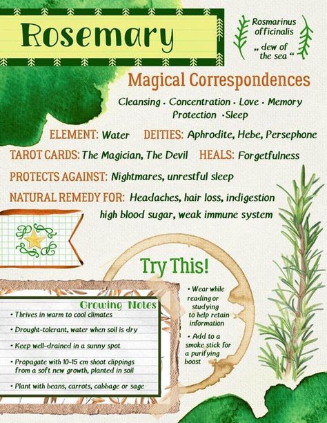 Rosemary magical and healing properties Egiptul Antic, Magickal Herbs, Witch Herbs, Magia Das Ervas, Green Witchcraft, Witch Garden, Magic Herbs, Under Your Spell, Eclectic Witch