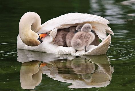 Mother And Baby Animals, Baby Swan, Regnul Animal, Swans, Animal Photo, 귀여운 동물, Rottweiler, A Mother, Beautiful Creatures