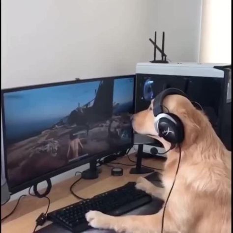 Gamer dog. https://ift.tt/2I0o4hZ Check out Mystikz Gaming https://ift.tt/2tVNFmJ Gamer Cat, Gamer Meme, Puppy Friends, Spotted Animals, Dog Games, Dog Icon, Silly Dogs, 웃긴 사진, Puppy Care