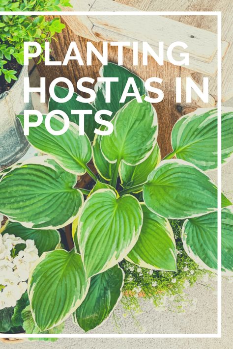 Gardens Around Pools, Planting Hostas, Hostas In Pots, Transplant Hostas, Hosta Care, Shade Garden Plants, Hosta Gardens, Prairie Garden, Hosta Plants