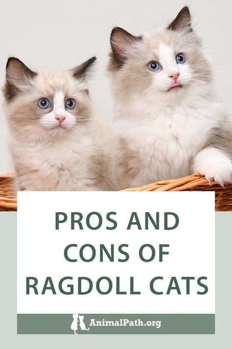 Raggamuffin Cat, Ragdoll Cat Aesthetic, Mink Ragdoll, Ragdoll Cat Breeders, Small Cat Breeds, Ragdoll Cat Breed, Large Cat Breeds, Ragdoll Kittens For Sale, Male Vs Female