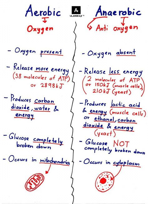 Aerobic vs Anaerobic Bacteria Cellular Respiration  There are two types of organisms and tiny single-celled bacteria called aerobic and anaerobic bacteria in the human body.  Aerobic means involving oxygen, so anaerobic bacteria can survive without oxygen. Normally, organisms use oxygen to make energy, but these organisms have found ways to get around this. All organisms make energy through cellular respiration, but they do this differently depending on if they are anaerobic or aerobic Biology Tips, Microbiology Study, Anaerobic Respiration, Biochemistry Notes, Learn Biology, Biology Revision, Human Biology, Cellular Respiration, Study Biology