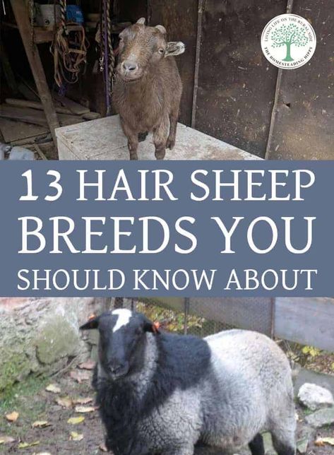 13 Hair Sheep Breeds You Should Know About Hair Sheep Breeds, Breeds Of Sheep, Raising Lambs, Katahdin Sheep, Dorper Sheep, Raising Sheep, Sheep House, Farm Sheep, Sheep Face