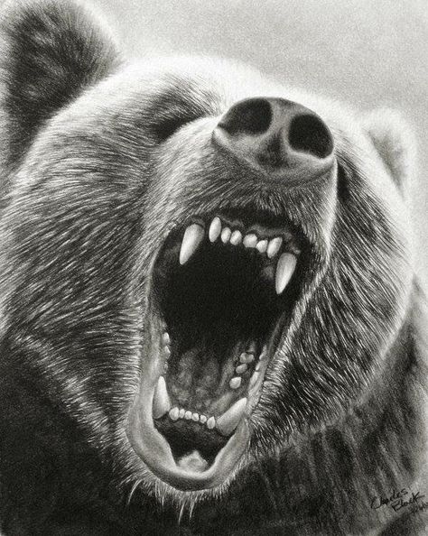 Drawing Grizzly Bear Drawing, Beruang Grizzly, Bear Face Drawing, Grizzly Bear Tattoos, Photo Ours, Teddy Bear Drawing, Bear Tattoo Designs, Tier Tattoo, Angry Bear